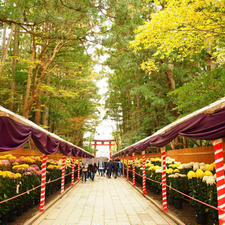 11月1日（水）〜11月24日（金）の期間、彌彦神社で、全国随一の規模と言われる「弥彦菊まつり」が開催されます。

この季節彌彦神社は、境内、弥彦山の紅葉も楽しめます。

境内にある重軽の石は、心の中で願い事をしながら石を持ち、軽いと感じたら叶い、重いと感じたら叶わないと言われています。


#彌彦神社 #菊まつり #新潟