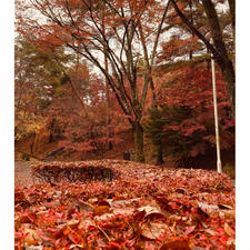 京都　宝ヶ池公園