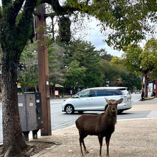 近鉄奈良駅から東大寺まで歩いていく途中、普通に歩道に鹿🦌がいるのは、やはりびっくりしますね。近寄って来る事はないから怖くはなかったです。紅葉は終わったけど観光客は多く、ほとんど外国人と修学旅行生だらけでした。
15分ほどで東大寺到着。大仏様の迫力が中々写真では伝わらないので是非行ってみて下さい👌🏻