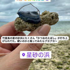 石垣島旅　パッションフルーツドリンクやマンゴー・パイン・グァバドリンク🥤　見たことのない綺麗な青色のカツオの烏帽子発見！風が強かったけど楽しかった♡