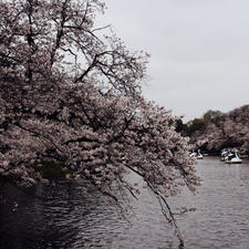 井の頭恩賜公園 / Tokyo

吉祥寺のお花見スポット、井の頭公園。スワンボートやサイクルボート、ローボートに乗ってお花見するのが人気です♪

#tokyo #kichijyoji #inokashirapark #cherryblossom2024 #bluemoon