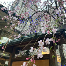 大阪府/露天神社（お初神社）

🌸が満開で綺麗でした。

枝垂れ桜に青い電球のライトアップは合っていないような…(･･;)


#puku2'24
#puku2"04
#puku女子旅
#神社仏閣#お花見