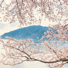 滋賀　海津大崎

琵琶湖と桜