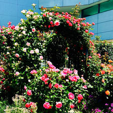 山口県宇部市
山口宇部空港
この空港では、この時期見事な薔薇を飛行機と同時に見ることができます。タイミングを合わせれば、飛行機と薔薇を一枚の写真に収めることができるでしょうが根気が必要ですね。m(__)m