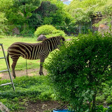 大阪市の天王寺動物園に、立ち寄ってみました。小学校の遠足以来でしたが、結構広いですね。

シマウマ、キリン、オオカミ、レッサーパンダなど、色々な動物が見られました。全部見るには、2時間程度はかかりそうです。