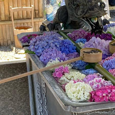 京都　柳谷観音

いろんな紫陽花展示が
見れて楽しい