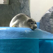 鳥羽水族館
バイカルアザラシ
目が大きく、丸っこい