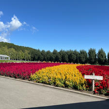 ファーム冨田
9月でも綺麗なお花🌸🌼が咲き誇っていました。