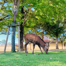 奈良
奈良公園

この夏の暑さで鹿も
大変そう