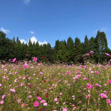 とよのコスモスの里🌸
手作り感満載な感じのコスモス畑でした〜一面ピンクのコスモスでとてもきれいでした✨