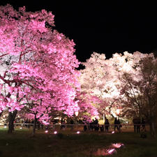 2018.4
高遠城址公園の桜。
夜のライトアップ。