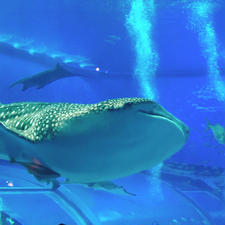 沖縄
美ら海水族館