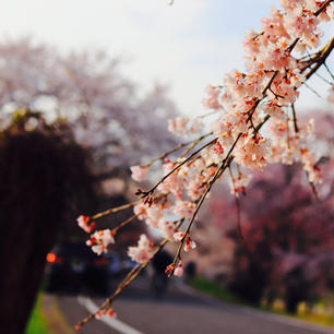 木曽川堤の桜