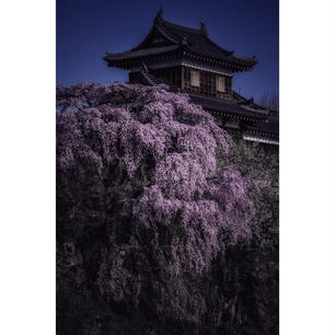 郡山城跡の桜