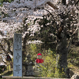 中尊寺
桜が綺麗でした。御朱印多い 笑