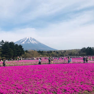 山梨(2019.5.3)
📸山梨県富士芝桜まつり
丁度、浜松駅でレンタカーしたら、凧揚げまつり？的なものも開催していた