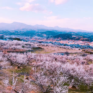 2019.03.17
群馬県の榛名梅林🌸
iPhone7なので画質悪いです😫😫
カメラには疎いので使いやすくて綺麗に撮れるカメラ欲しいです。。
#群馬県 #高崎市 #榛名梅林