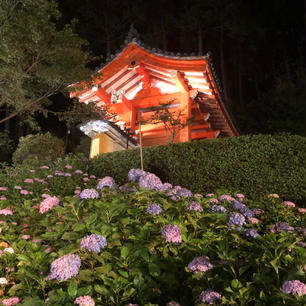 三室戸寺〜ライトアップ💠✨