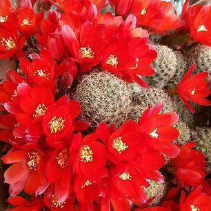 病気になった時、イタリアの友人が送ってくれた、サボテンの花の写真。気分が明るくなります。