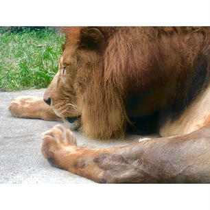 #ライオン
#安佐動物園 #安佐動物公園
#広島
#8月