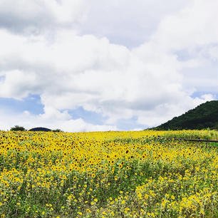 In OKAYAMA
Hiruzen Jersey Land
2019/August