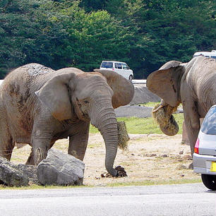 山口県
秋吉台サファリランド
🐘さん、車にあまり近寄らないでね。悪気はなくても、ビックリするからね🙄