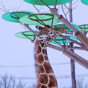 北海道
旭山動物園