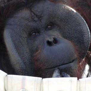 北海道
旭山動物園
人生の師と仰ぎたいと感じる。