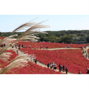 国営ひたち海浜公園のコキア