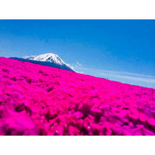 山梨
芝桜〜富士をバックに〜