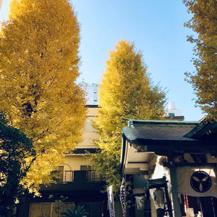 銀杏岡神社@浅草橋駅
大通りの路地から見えた、銀杏の綺麗さに惹かれて訪れました〜☺️
御朱印二冊目はここから〜🚶‍♀️