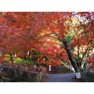 【愛知】



豊橋にある普門寺です。
ここは12/15現在、紅葉が見頃です👍