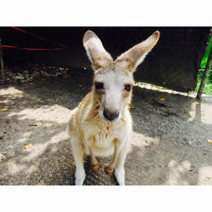 とっても人懐っこいワラビー。
キュランダではコアラやワラビーなど、色々な動物達と間近で触れ合うことができました！😍