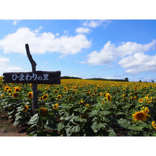 北海道 北竜町 ひまわりの里