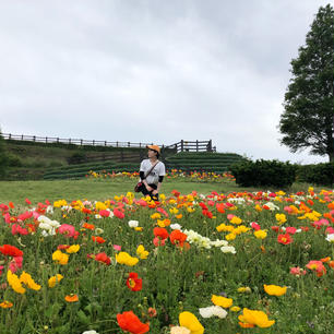 淡路島 花さじき
5月はアイスランドポピーでした。