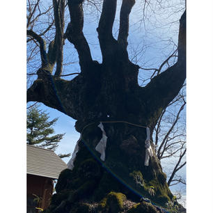 群馬と長野の県境
熊野皇大神社
しなの木に見えるハート