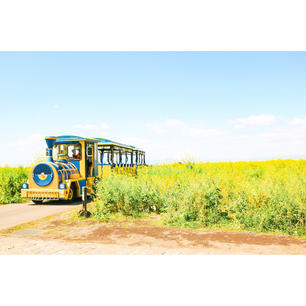 長井海の手公園　ソレイユの丘
神奈川県 横須賀市

４月頃は
10万本の菜の花とロードトレイン ソレイユ号の競演が写真に納められます！