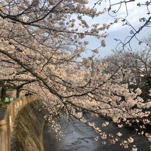 町田市成瀬の恩田川
恋はつづくよどこまでものロケ地