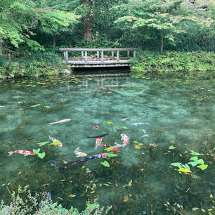 モネの池
綺麗だったな〜！
#s岐阜 #202009