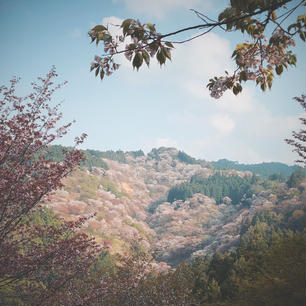 桜の国の桜の名所🌸