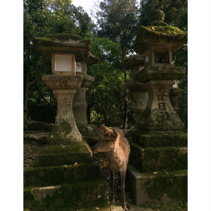 鹿の方が人間より多い気がします