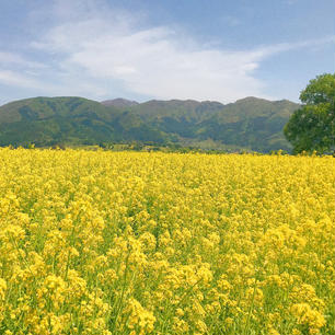 📍長野県 ｜ 飯山
 ✈︎ 2018.05

［ 飯 山 菜 の 花 公 園 ］

山々と辺り一面の菜の花が見れる絶景スポット📸
天気にも恵まれ、感動的な景色が見れました。