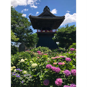 あじさい寺
青空と鐘楼と紫陽花
こじんまりしてるからゆっくりできました