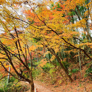 駐車場から月待の滝までの道、竹林の緑を背景に紅葉の色合いがとっても引き立ってました🍁