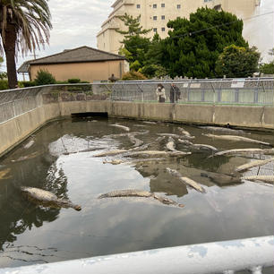 鬼山地獄
動物園じゃないです、別府地獄巡りの中にある地獄の一つで、ワニを飼育している地獄
湯の方じゃなくて皆ワニの方を見てます