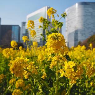 菜の花シーズン🌼🌼🌼
都会のなかのオアシスっぽい🏙
#東京 #浜松町 #浜離宮