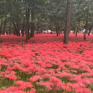 埼玉県日高市。巾着田の曼珠沙華。
見頃はちょっと過ぎてるけど、壮絶な綺麗さでしたー。