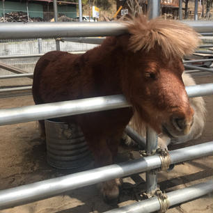 長野　佐久　スエトシ牧場
ザ・ホースマン笑のえだまめ🐴
ミニチュアホース可愛い♡
馬や動物がたくさんいて、触れ合えます