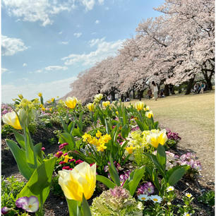 富山県中央植物園
さくらまつり