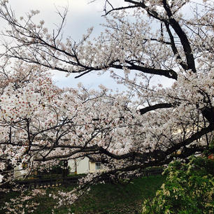 2021.4.3
松川べりの桜🌸
もう葉桜